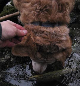 Guided fishing trips
