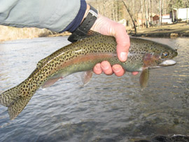 Guided fishing trips