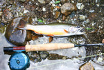 Trophy Native Brook Trout