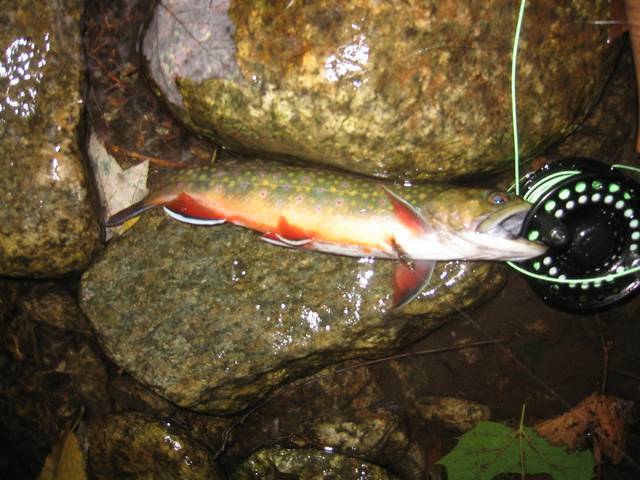 Colorful North Fork brookie
