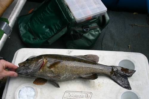 Another hog!