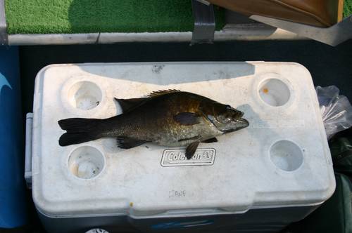 Shoulders on a smallie !