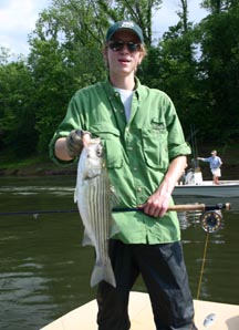 Edward with Sea-run Striper during May spawn, way way downriver ! Edward with Sea-run Striper during May spawn, way way downriver !