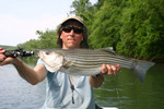 Surprise Striper on the Staunton