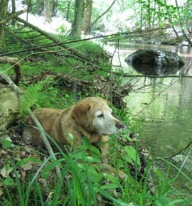 Guided fishing trips