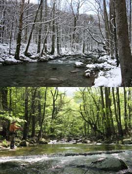 Guided fishing trips