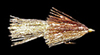 Kreelex