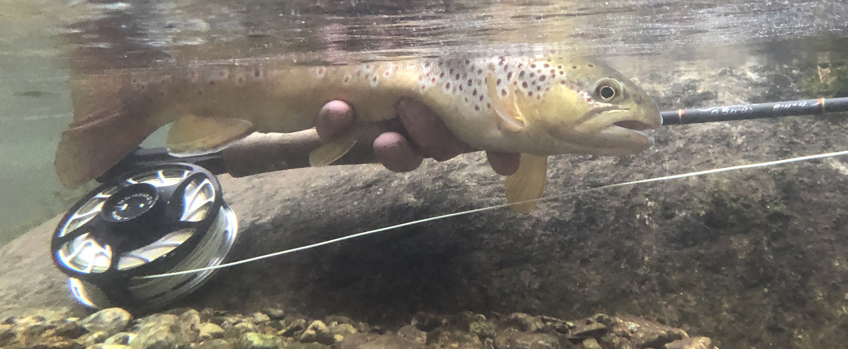 Combo Reels